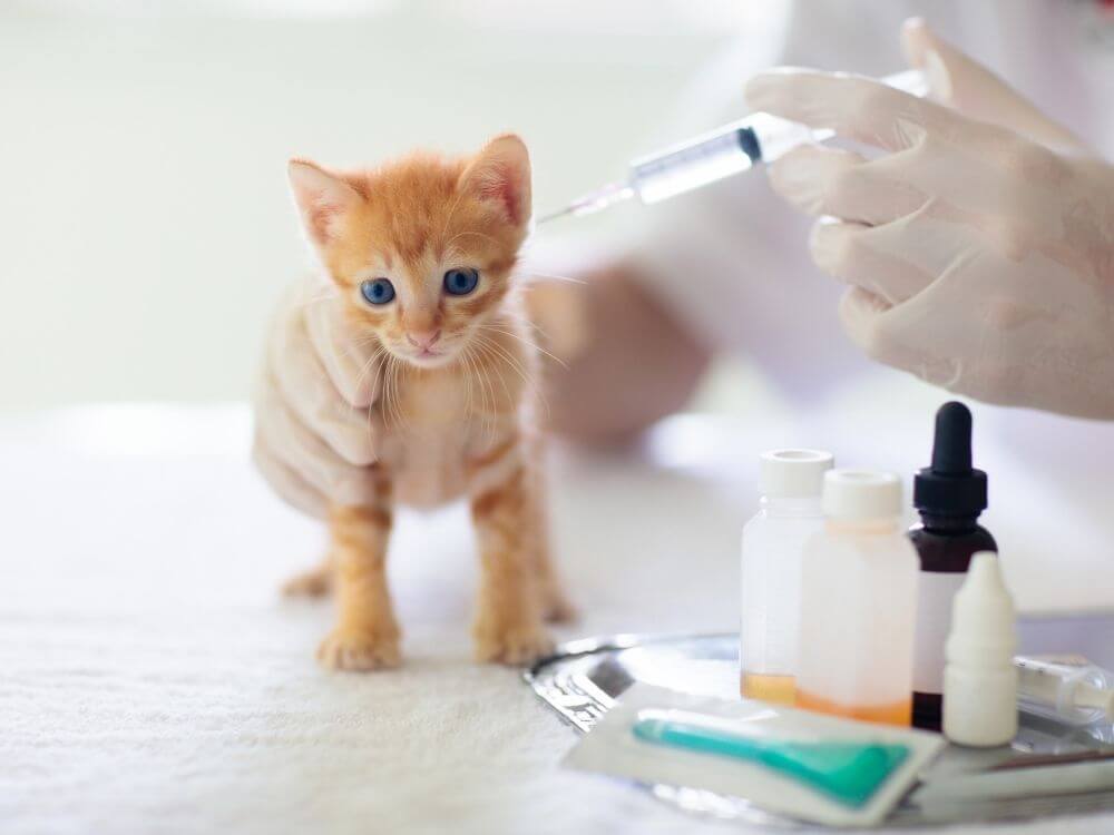 Vedľajšie účinky veterinárnych liekov pre mačku