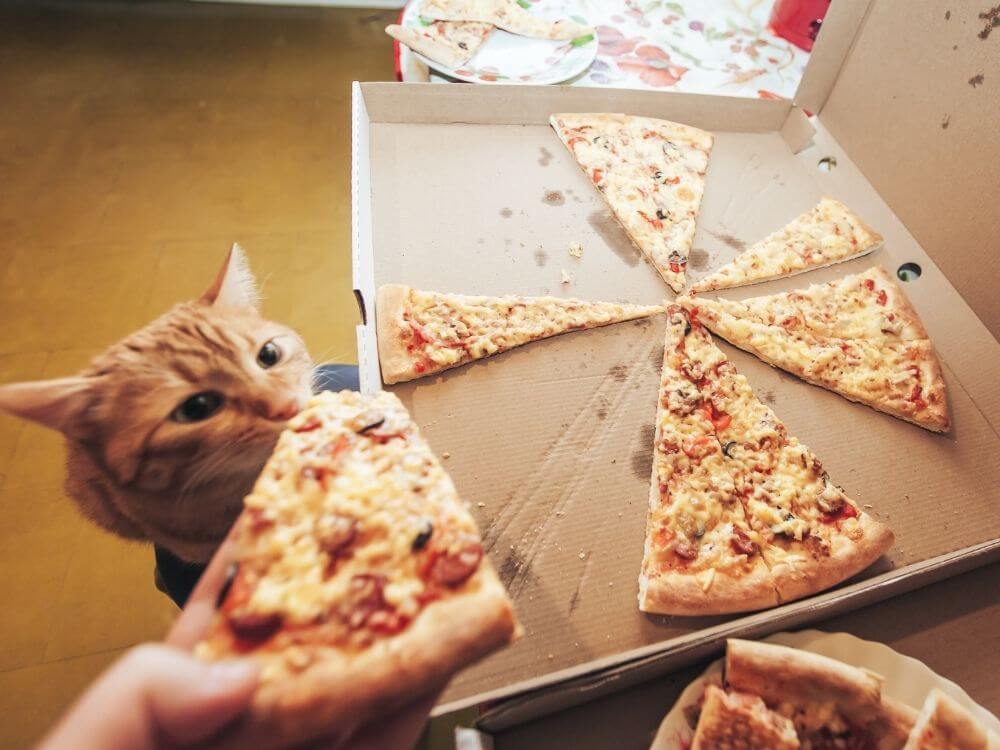 Môže jesť mačka pizzu - nie